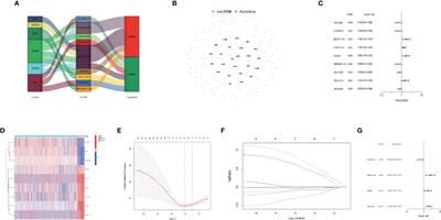 Identification and validation of an anoikis-related lncRNA signature to predict prognosis and immune landscape in osteosarcoma